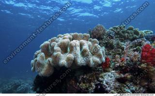 Corals 0019